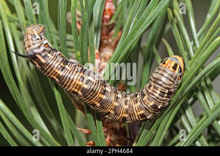 Hawk Moth pin Banque D'Images