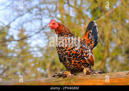 Bantam à pieds en plumes Banque D'Images