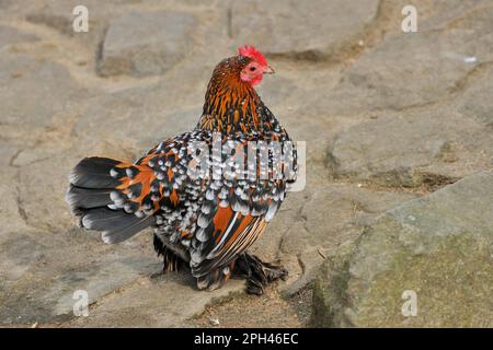 Bantam à pieds en plumes Banque D'Images