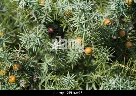 Un gros plan de branches et de fruits de Cade (Juniperus oxycedrus). Image horizontale avec mise au point sélective et arrière-plan flou Banque D'Images
