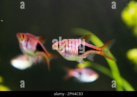 L'aquarium Rasbora heteromorpha pêche sur fond de plantes vertes Banque D'Images