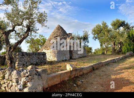 Maison traditionnelle les trulli en pierre et avec un toit conique dans le sud de l'Italie à Puglia dans un champ d'oliviers Banque D'Images