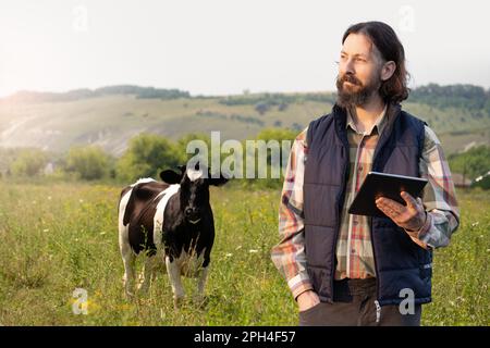 Un agriculteur avec un ordinateur de tablette inspecte les vaches dans le pâturage. Concept de gestion du troupeau. Photo de haute qualité Banque D'Images