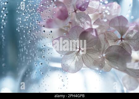 L'hortensia rose fleurit dans des gouttes d'eau sur un fond flou Banque D'Images