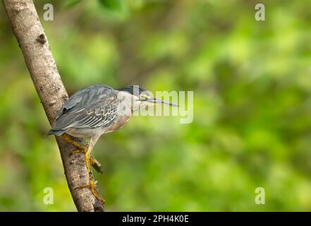 Gros plan d'un héron juché, Pantanal, Brésil. Banque D'Images