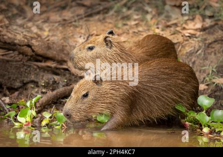 Gros plan de deux petits capybaras sur une rive de la rivière, South Pantanal, Brésil. Banque D'Images