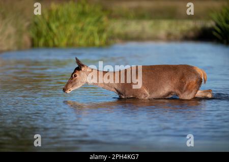 Gros plan d'un cerf de Virginie traversant une rivière, au Royaume-Uni. Banque D'Images