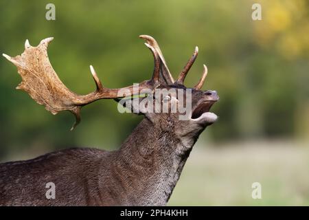 Gros plan d'un cerf en jachère qui appelle pendant la saison de rutting, au Royaume-Uni. Banque D'Images