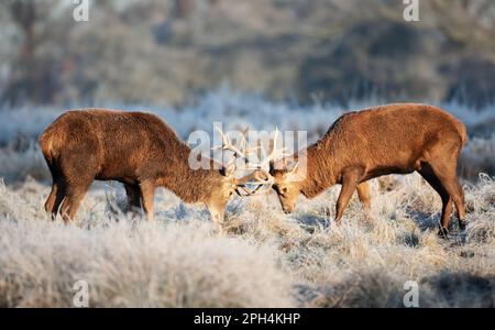 Gros plan de deux cerfs rouges qui se battent en hiver, au Royaume-Uni. Banque D'Images