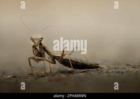 Photo macro d'une mante perchée sur le sol dans son habitat naturel Banque D'Images