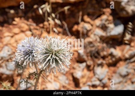 echinops ritro, chardon à boules avec arrière-plan flou. Photo de haute qualité Banque D'Images