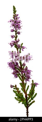 Commune Heather Calluna vulgaris sur fond blanc, grande taille Banque D'Images