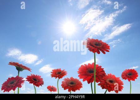 Beaucoup de gerbera rouge fleurit sous le ciel bleu le jour ensoleillé Banque D'Images