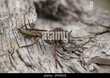 Gros plan détaillé de la mouche de la lande brune, Tolmerus cingulatus, assise sur bois sec Banque D'Images