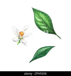 Aquarelles, feuilles et fleurs de pamplemousse, peintes à la main dans un style botanique, pour les fêtes, les mariages et la conception de nourriture. Clipart agrumes tropical Banque D'Images