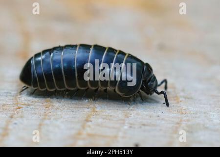 Gros plan détaillé sur une pilule noire millipede Glomeris marginata, ressemblant à une souris à bois Banque D'Images