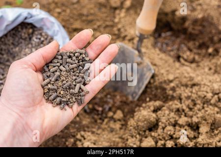 Environnement de jardinage écologique. Préparation du sol pour la plantation, fertilisation avec des pellets de fumier de poulet comprimé. Engrais organique pour le sol. Banque D'Images