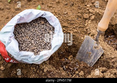 Environnement de jardinage écologique. Préparation du sol pour la plantation, fertilisation avec des pellets de fumier de poulet comprimé. Engrais organique pour le sol. Banque D'Images