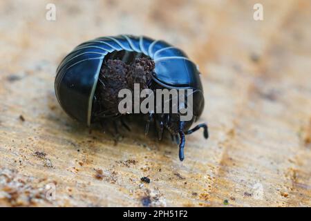 Gros plan détaillé sur une pilule noire millipede Glomeris marginata, ressemblant à une souris à bois Banque D'Images