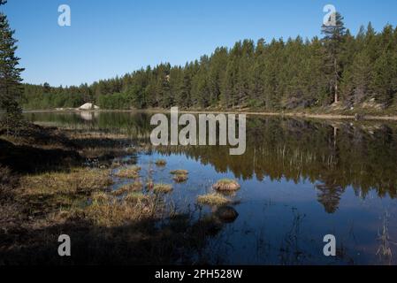 le lac Rambergsjøen est entouré de pins, dans le comté de Trøndelag en Norvège, au beau soleil. Banque D'Images