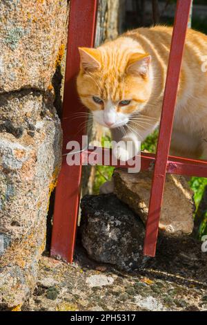 Tabby et chat blanc derrière les rails. Banque D'Images