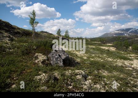 Lichen de tasse de renne sur Dovrefjell qui est une chaîne de montagnes et de hautes terres dans le centre de la Norvège. Banque D'Images