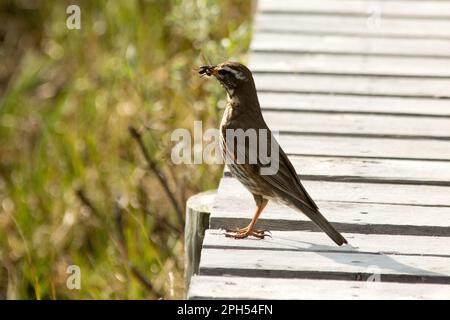 Dotterel eurasien à la recherche de nourriture dans la zone humide de Fokstumyra, juste au bord de Dovrefjell, dans le centre de la Norvège. Banque D'Images