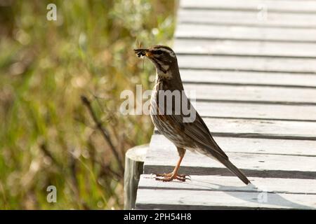 Dotterel eurasien à la recherche de nourriture dans la zone humide de Fokstumyra, juste au bord de Dovrefjell, dans le centre de la Norvège. Banque D'Images