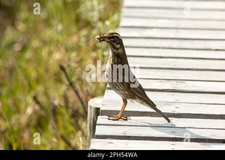 Dotterel eurasien à la recherche de nourriture dans la zone humide de Fokstumyra, juste au bord de Dovrefjell, dans le centre de la Norvège. Banque D'Images