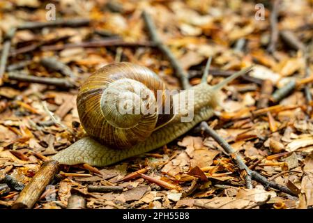 Gros plan de la coquille en spirale d'un escargot romain ou bordeaux (Helix pomatia), rampant sur le fond de la forêt Banque D'Images