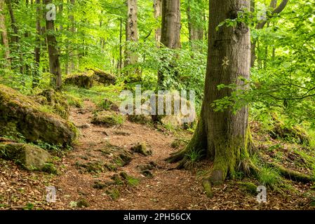 Des roches couvertes de mousse et d'énormes vieux hêtres bordent le sentier de randonnée 'Ith-HiLS-Weg' dans une forêt de printemps sur la Ith Ridge, Weserbergland, Allemagne Banque D'Images