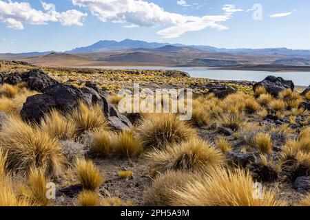 Parc national Laguna Blanca à Neuquén, Argentine - Voyager en Amérique du Sud Banque D'Images