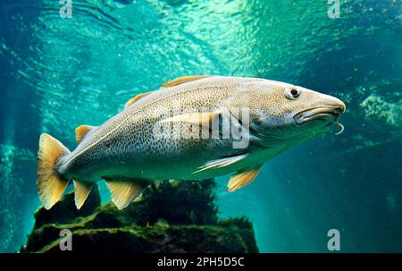 Morue de l'Atlantique Gadus morhua nageant dans l'eau salée Banque D'Images