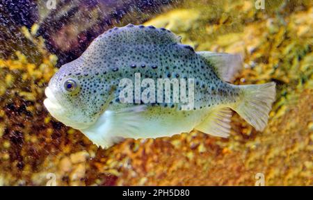 Lumpsucker ou Cyclopterus lumpus Banque D'Images