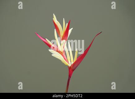 Gros plan d'une fleur rouge et jaune d'Heliconia psittacorum, une plante tropicale unique Banque D'Images