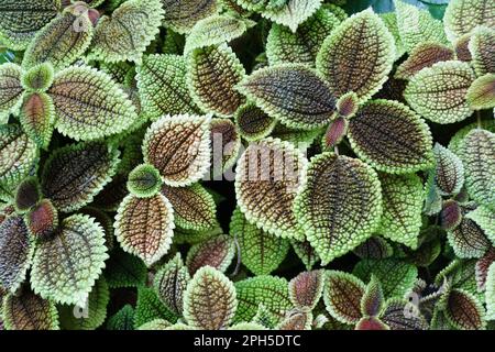 Belles feuilles vertes et rouges foncé de Pilea involucrata, également connue sous le nom de plante d'amitié Banque D'Images