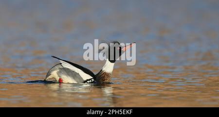 Merganser à la poitrine rouge, homme jouant dans l'eau Banque D'Images