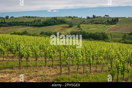 Vignobles en sprint, région Toscane, province de Firenze Banque D'Images