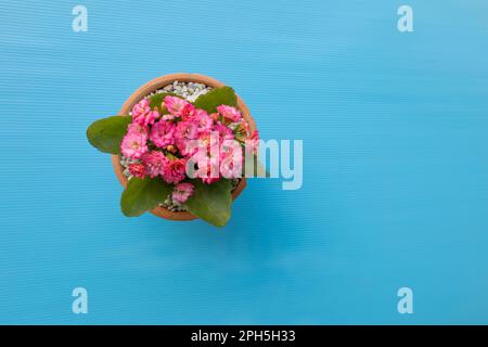 Kalanchoe en fleurs dans un pot, isolé sur fond bleu avec de l'espace libre Banque D'Images