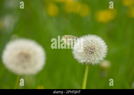 Un papillon blanc à veiné vert (pieris napi) sur une boule de soufflage (taraxacum) avec un fond flou Banque D'Images