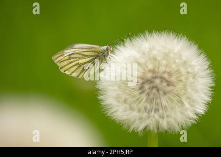 Un papillon blanc à veiné vert (pieris napi) sur une boule de soufflage (taraxacum) avec un fond flou Banque D'Images