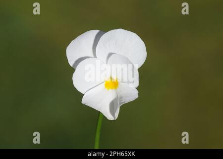 Gros plan d'une fleur blanche avec un coeur jaune d'une pansy de jardin. Violettes (Viola cornuta) au printemps. Famille des violacées. Arrière-plan vert Banque D'Images