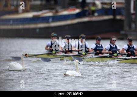 Deux cygnes sur l'eau tandis que l'équipage d'Oxford passe à côté pendant la course féminine lors de la course de bateaux Gemini 77th 2023 sur la Tamise, Londres. Date de la photo: Dimanche 26 mars 2023. Banque D'Images