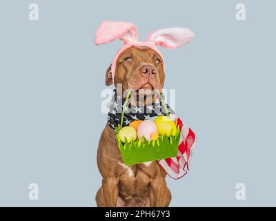 Adorable chiot adorable et panier d'œufs de Pâques. Gros plan, studio, intérieur. Lumière du jour. Félicitations pour votre famille, vos proches, vos proches, vos amis Banque D'Images