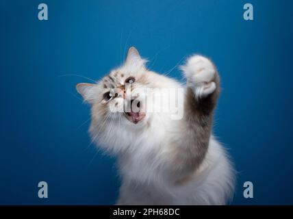 patte de levage de chat blanc de birman ludique avec la bouche ouverte jouant sauvage sur fond bleu avec espace de copie Banque D'Images