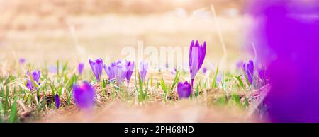 Ressort. Crocuses fleurir dans la prairie. Koscielisko, Pologne. Banque D'Images