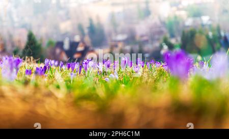 Crocuses dans la prairie au premier plan. Cabanes de montagne en arrière-plan. Concentrez-vous sur les fleurs. Le début du printemps. La saison des crocus a commencé. N° SPR Banque D'Images