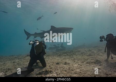 Plongeurs observant le requin tigre à Fuvahmulah (Maldives) Banque D'Images