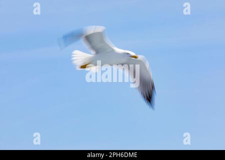 Guette à pattes jaunes (Larus michahellis) survolant la mer Méditerranée Banque D'Images