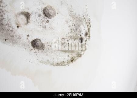 Beaucoup de moisissures sur le plafond blanc. Banque D'Images